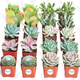 Shop Succulents Premium Pastel Succulent (Collection of 20) | $33 | Amazon